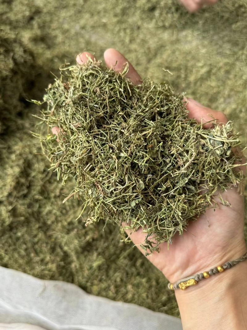 半边莲保庆药业批发半边连颜色青过筛货半边连实拍