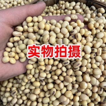 四川晚冬豆也叫大黄豆，农家收购健康美味