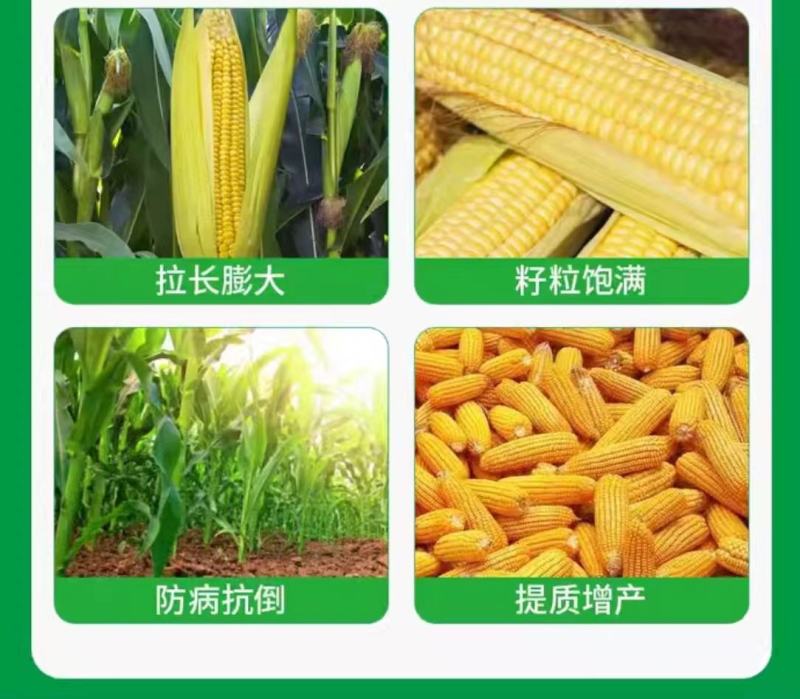 玉添金玉米专用叶面肥补锌增产增收抗逆抗倒提质增产增粗拉长