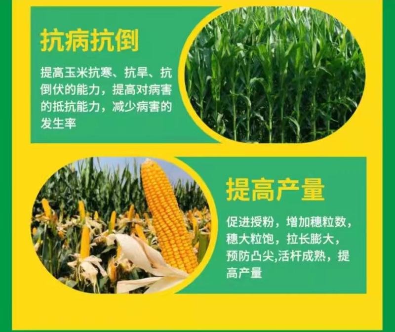 玉添金玉米专用叶面肥补锌增产增收抗逆抗倒提质增产增粗拉长