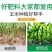 玉添金玉米专用叶面肥补锌增产增收抗逆抗倒提质增产增粗拉长