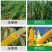 玉添金玉米专用叶面肥补锌增产增收抗逆抗倒提质增产增粗拉长
