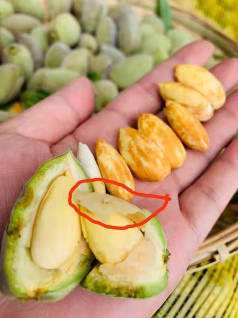 巴旦木鲜果原产地直供，量大质优，欢迎致电联系。