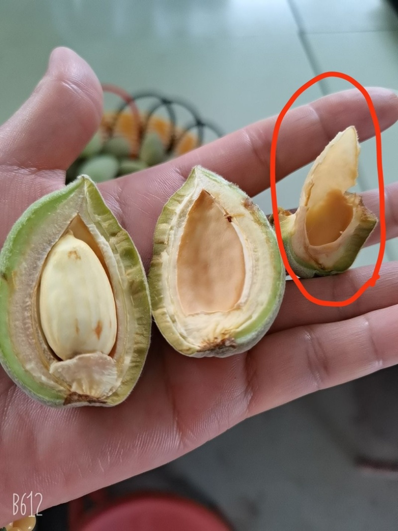 巴旦木鲜果原产地直供，量大质优，欢迎致电联系。