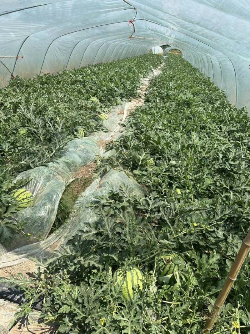 精品头茬美都西瓜大量供应河南产区直发量大从优可实地验货