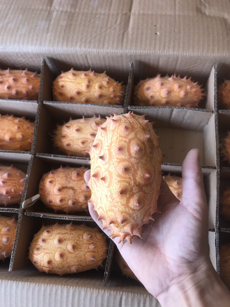 火参果刺角瓜精品大果6两起批