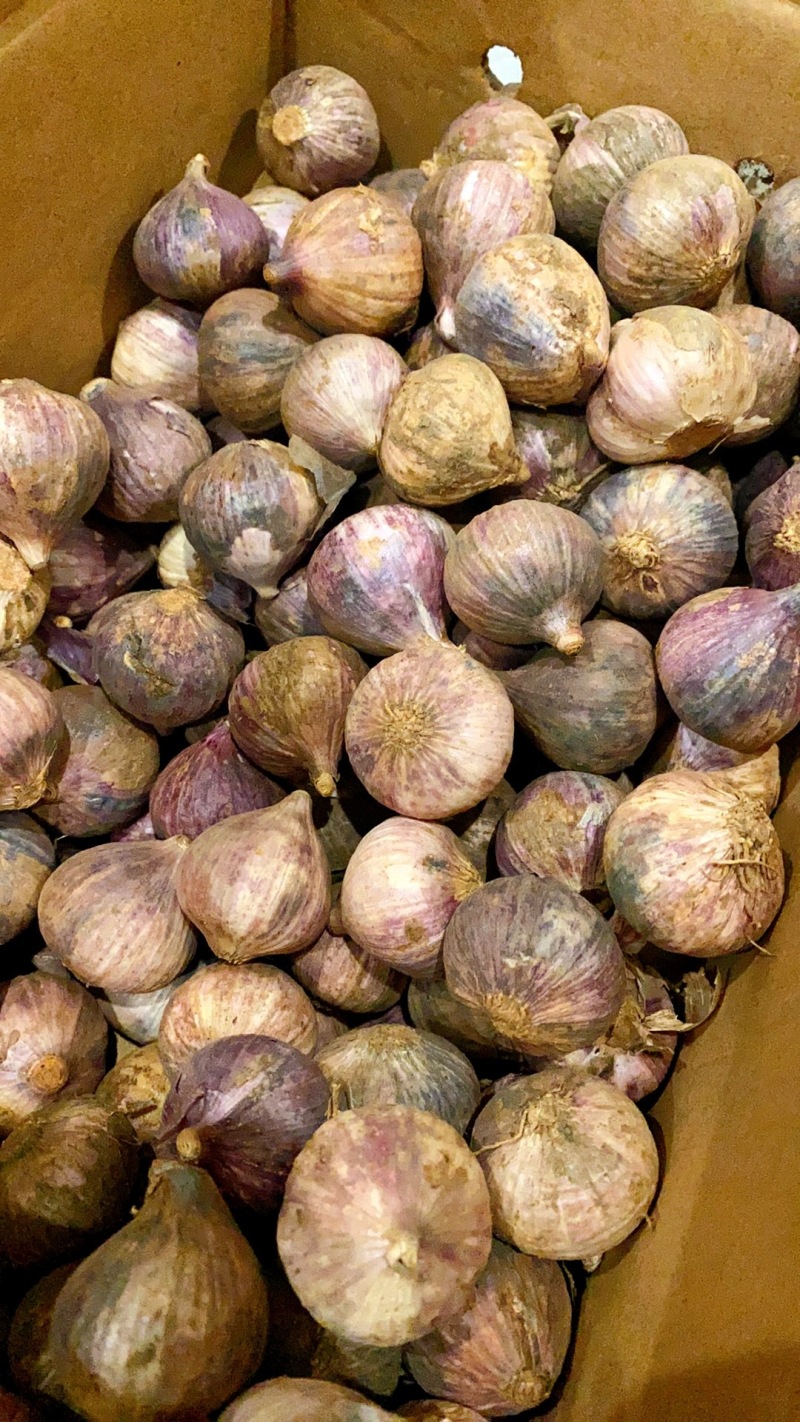 新鲜紫皮独头蒜大蒜现挖