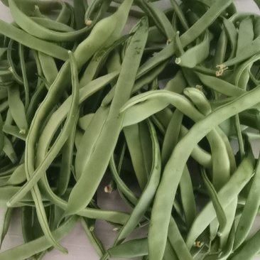 豆角大量上市欢迎朋友们来电咨询