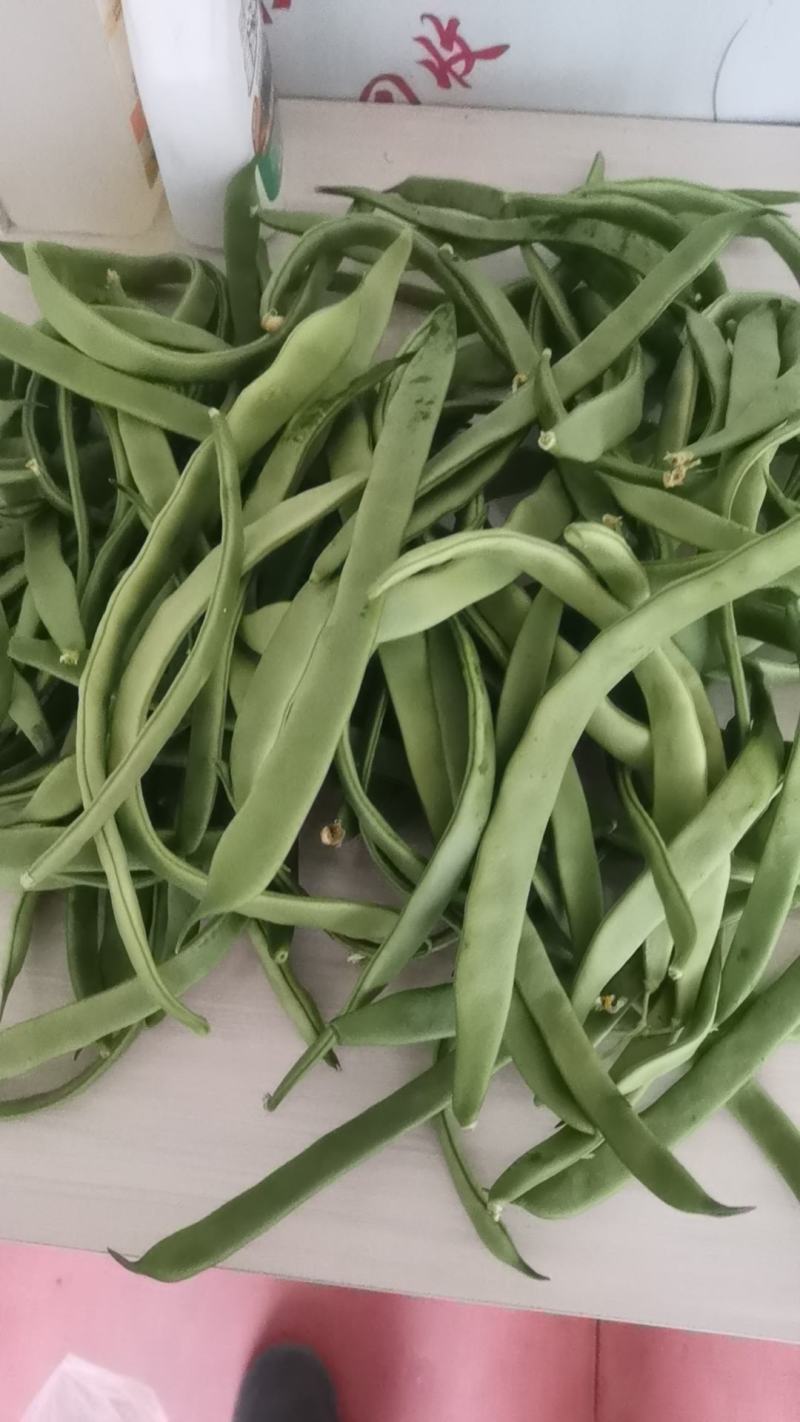 豆角大量上市欢迎朋友们来电咨询