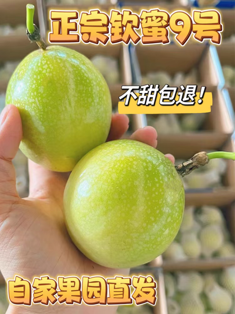 福建黄金百香果新鲜大果现采现摘产地直供欢迎来电咨询