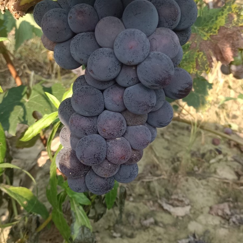 河北威县大鹏夏黑葡萄大量有货