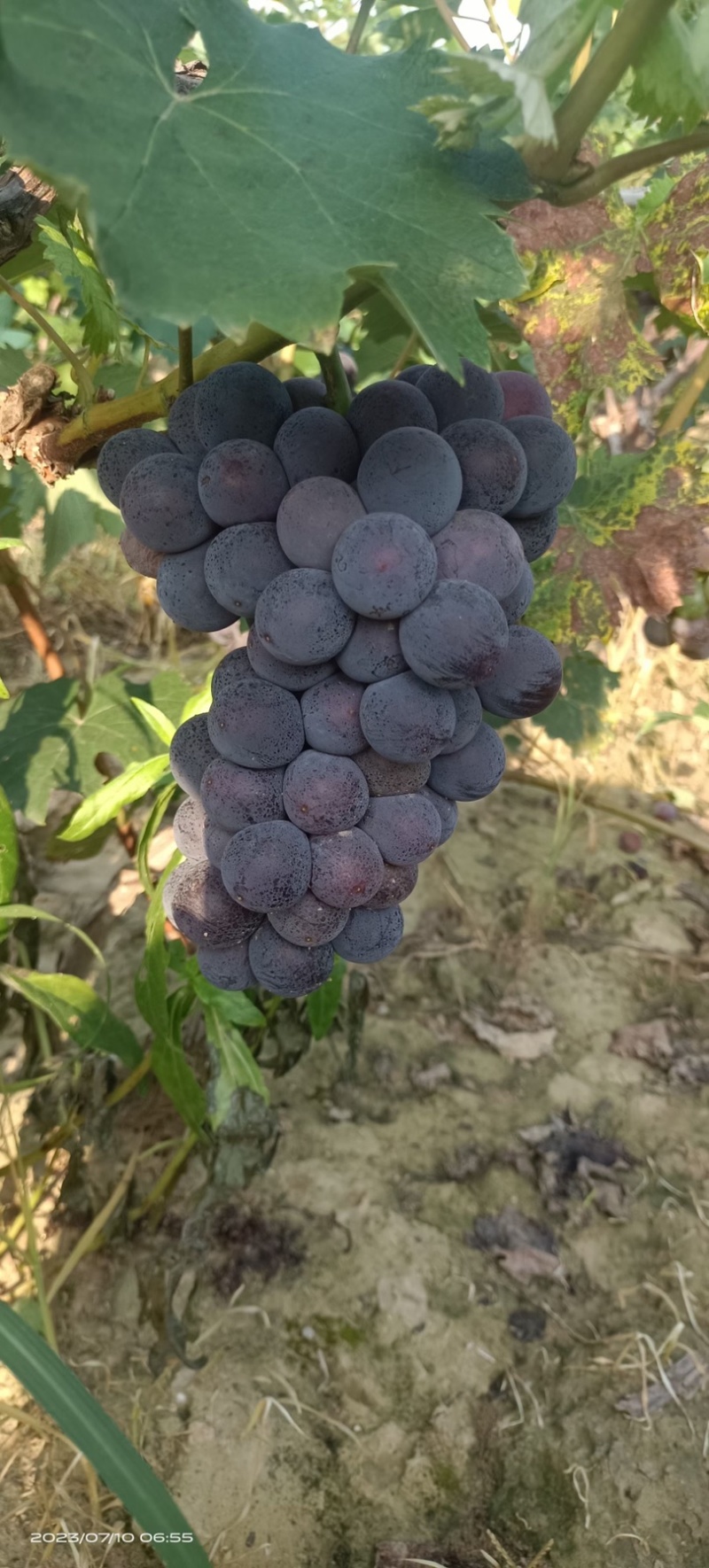 河北威县大鹏夏黑葡萄大量有货