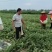 湖北省钟祥市官庄湖农场西瓜大量上市