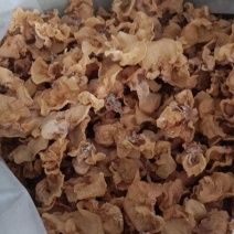 羊肚耳沙耳产地直销大量现货精品便宜自己供货