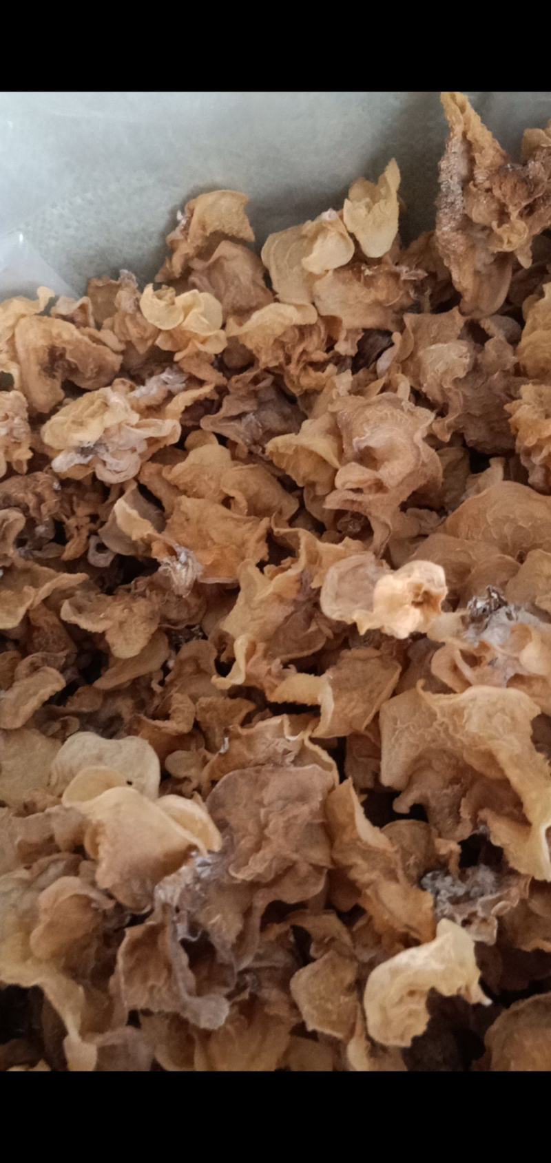 羊肚耳沙耳产地直销大量现货精品便宜自己供货