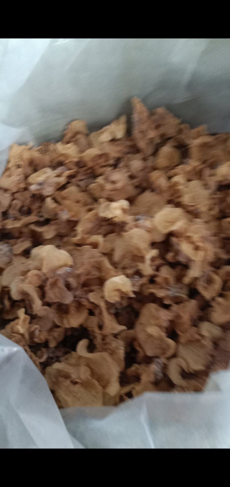 羊肚耳沙耳产地直销大量现货精品便宜自己供货