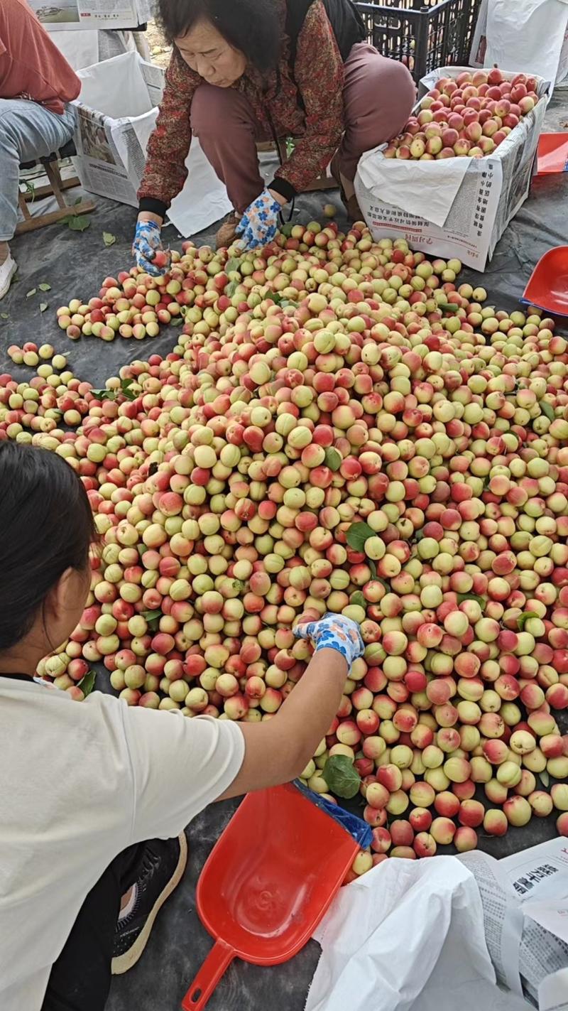 【精品胭脂红杏】农户自种价格便宜批发零售全国发货