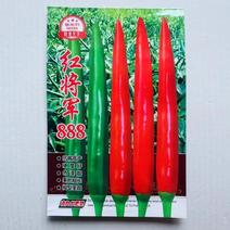 红将军888小米椒种子，泰系品种青红两，大果型品种种子
