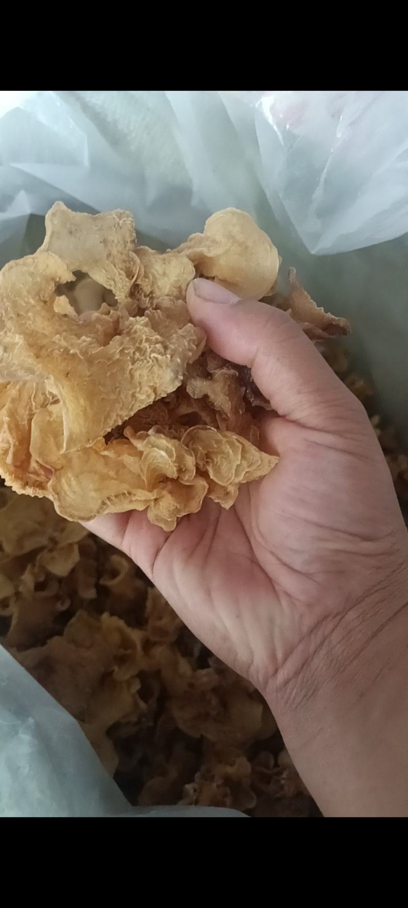 厂家直销羊肚耳批发零售产地直销，单片无根，片大肉厚颜色好
