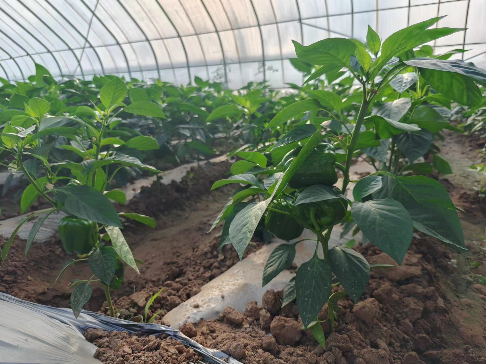 展示圆椒在大棚内种植的实景,包括植株生长状态、滴灌系统和遮阳网布置 圆椒大棚种植实景图