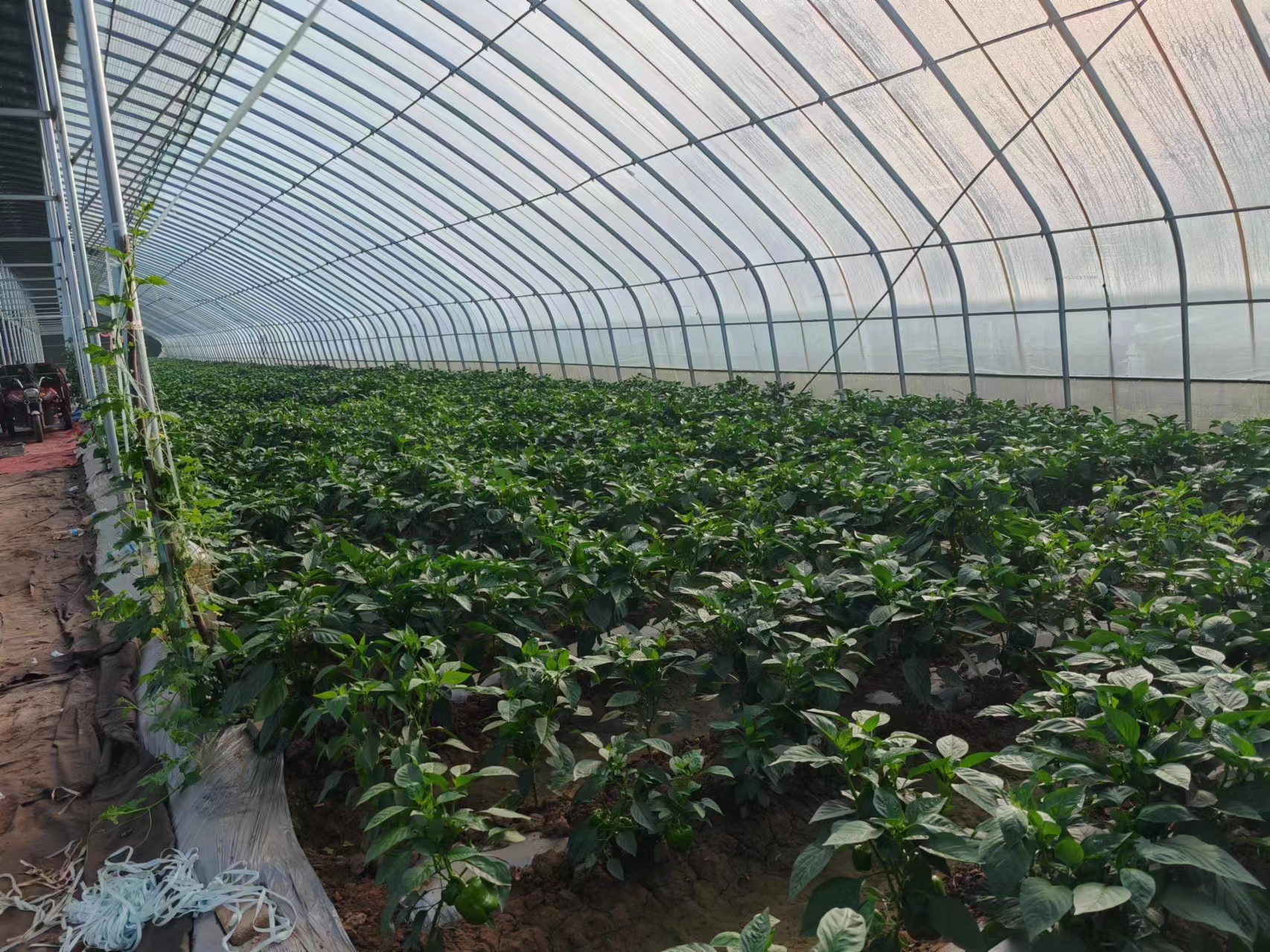 圆椒种植基地航拍图