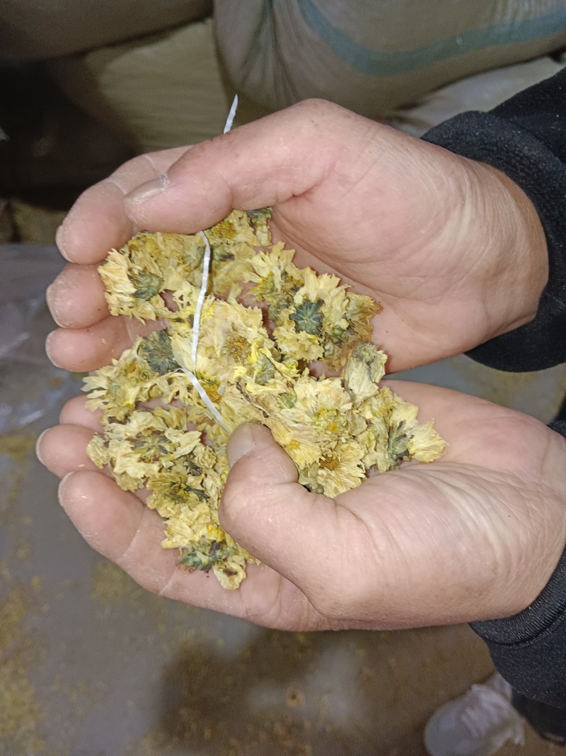 北京菊花，保全检，保农残