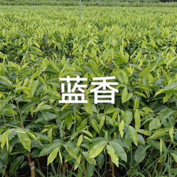 沉香树苗蓝香苗苗圃直发包技术指导支持视频看货欢迎电联