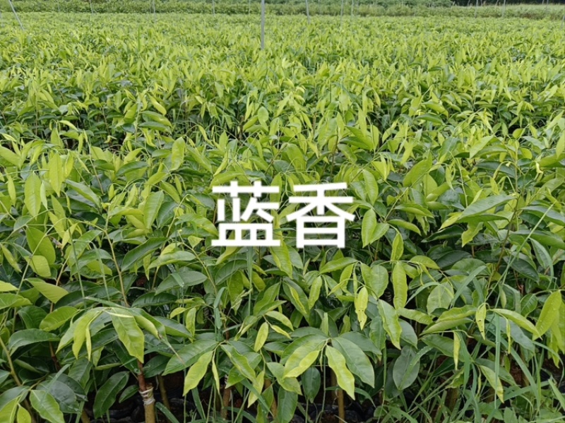 沉香树苗蓝香苗苗圃直发包技术指导支持视频看货欢迎电联