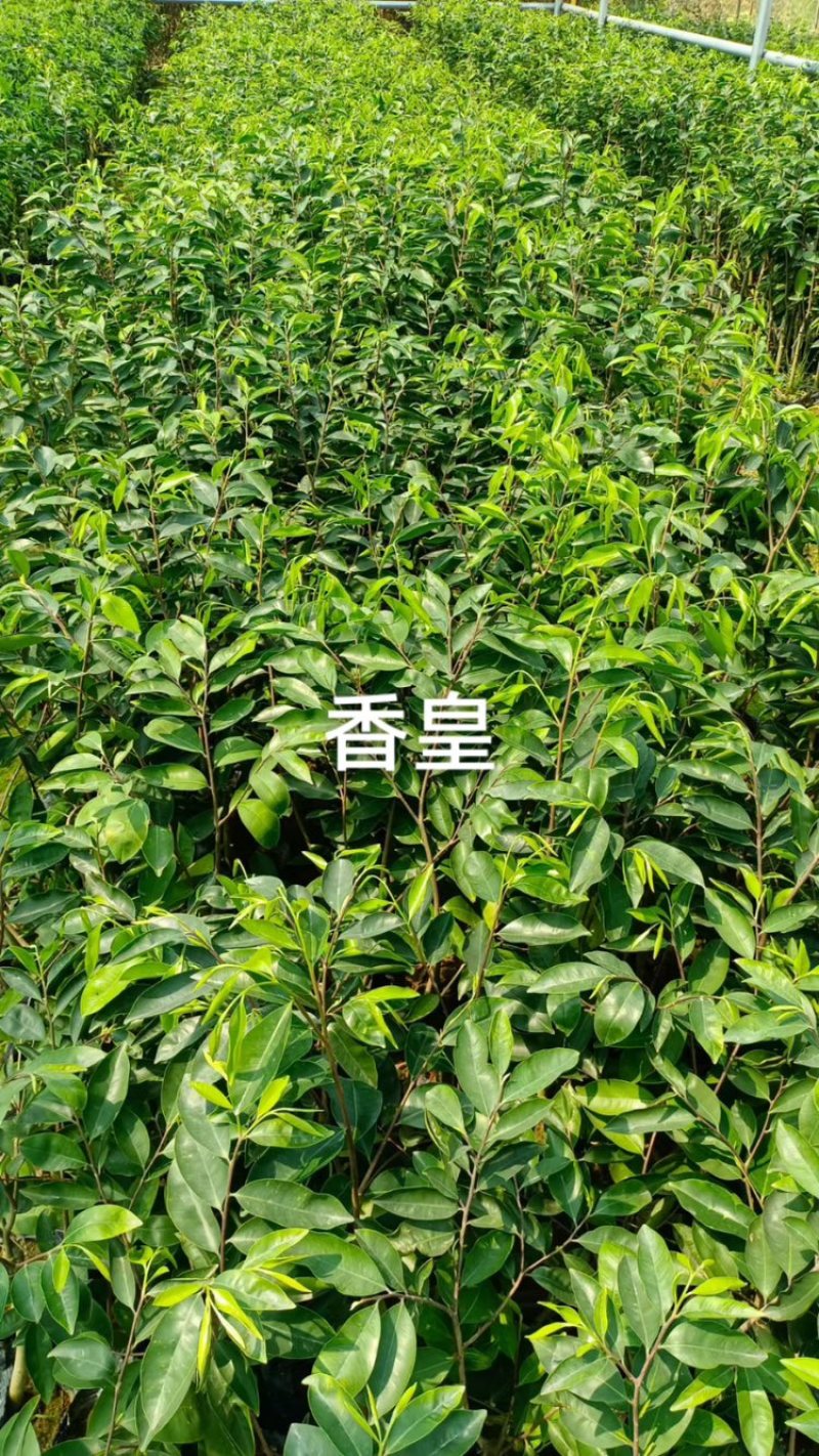 沉香树苗/香皇/香使一号品种规格齐全全国发货电联