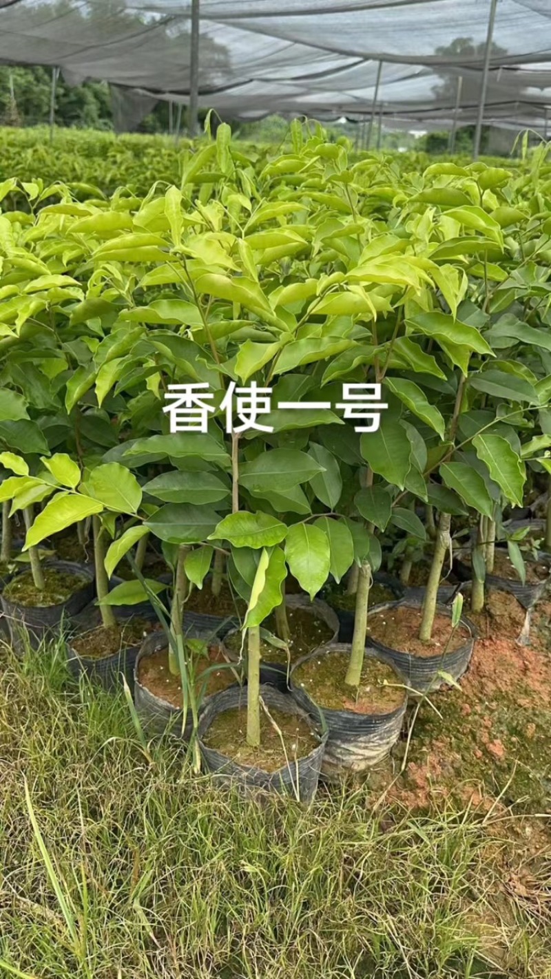 沉香树苗/香皇/香使一号品种规格齐全全国发货电联
