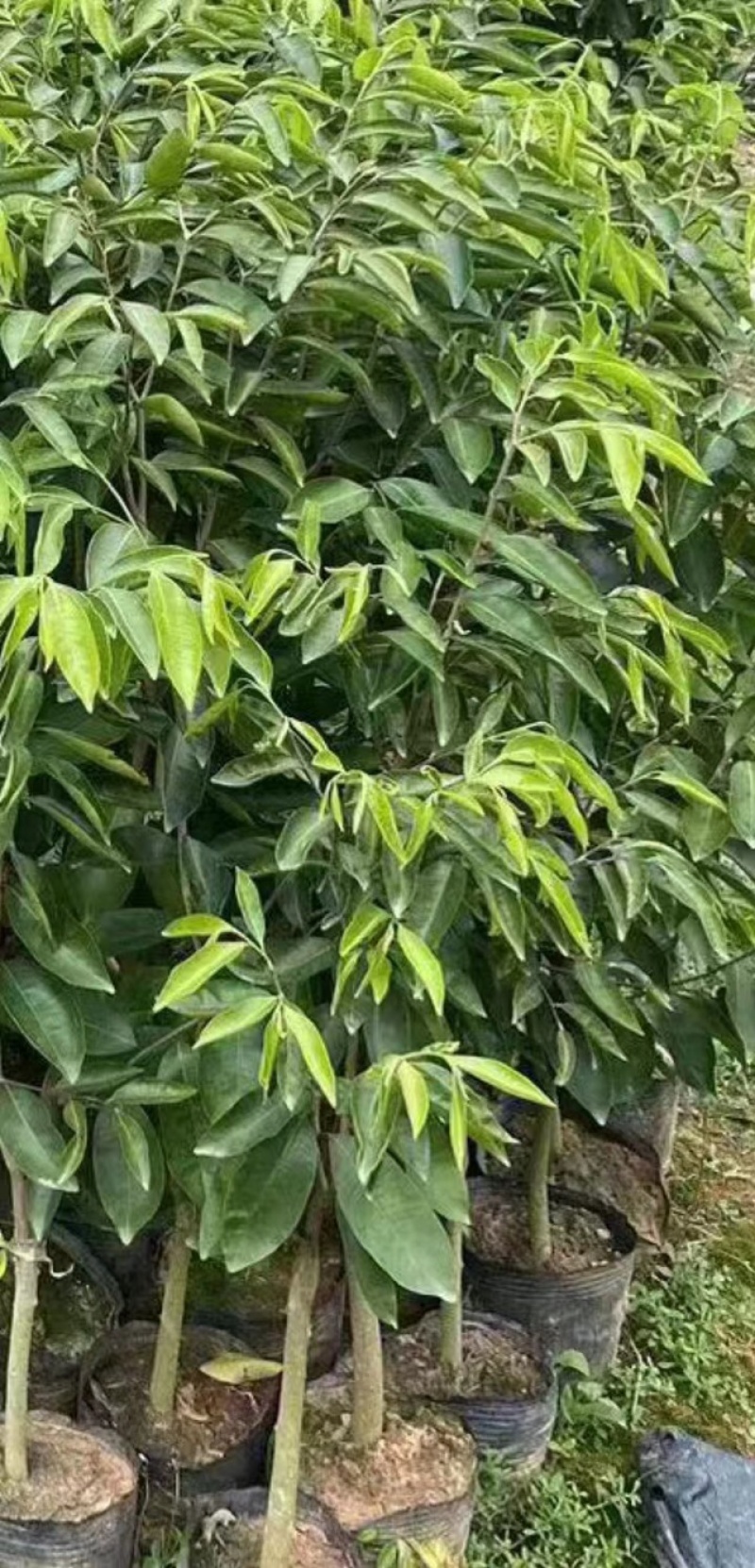 沉香树苗名贵苗木正宗广东沉香树苗沉香苗自然结香