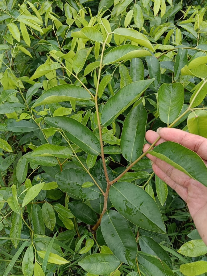 沉香树苗名贵苗木正宗广东沉香树苗沉香苗自然结香