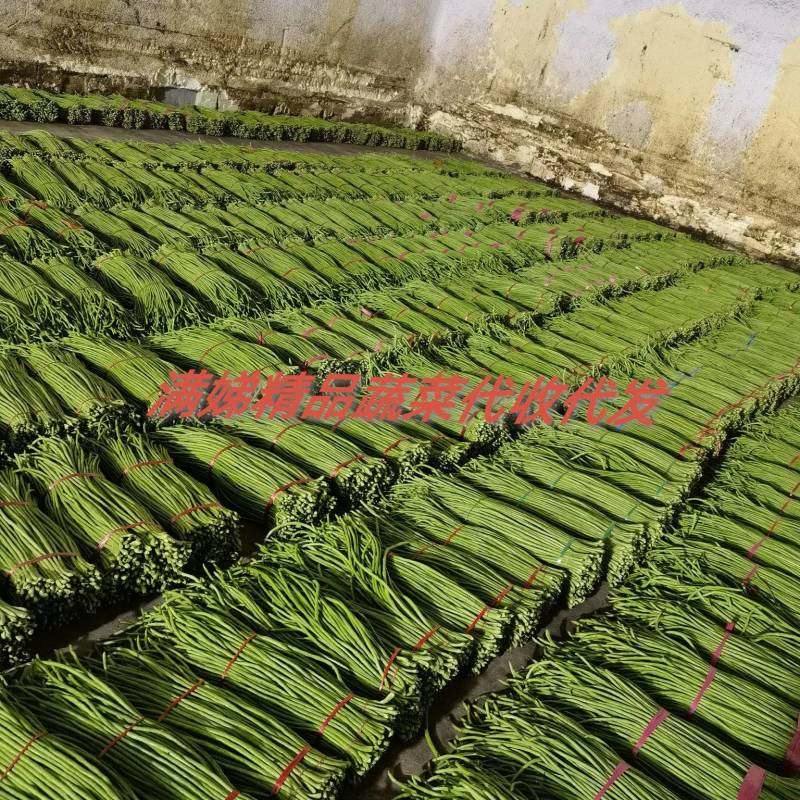 山东豆角产地直销质量很好，无虫眼，无斑点，代发全国