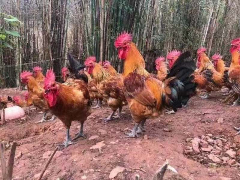 快大青脚麻鸡苗品种质量保证诚信经营