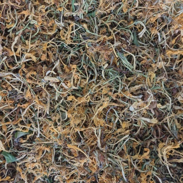 纯野生金银花优质金银花颜色好批发零售各种中药材