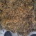 纯野生金银花优质金银花颜色好批发零售各种中药材