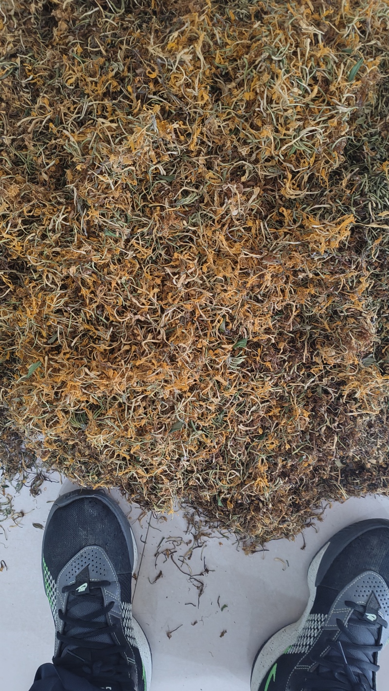 纯野生金银花优质金银花颜色好批发零售各种中药材