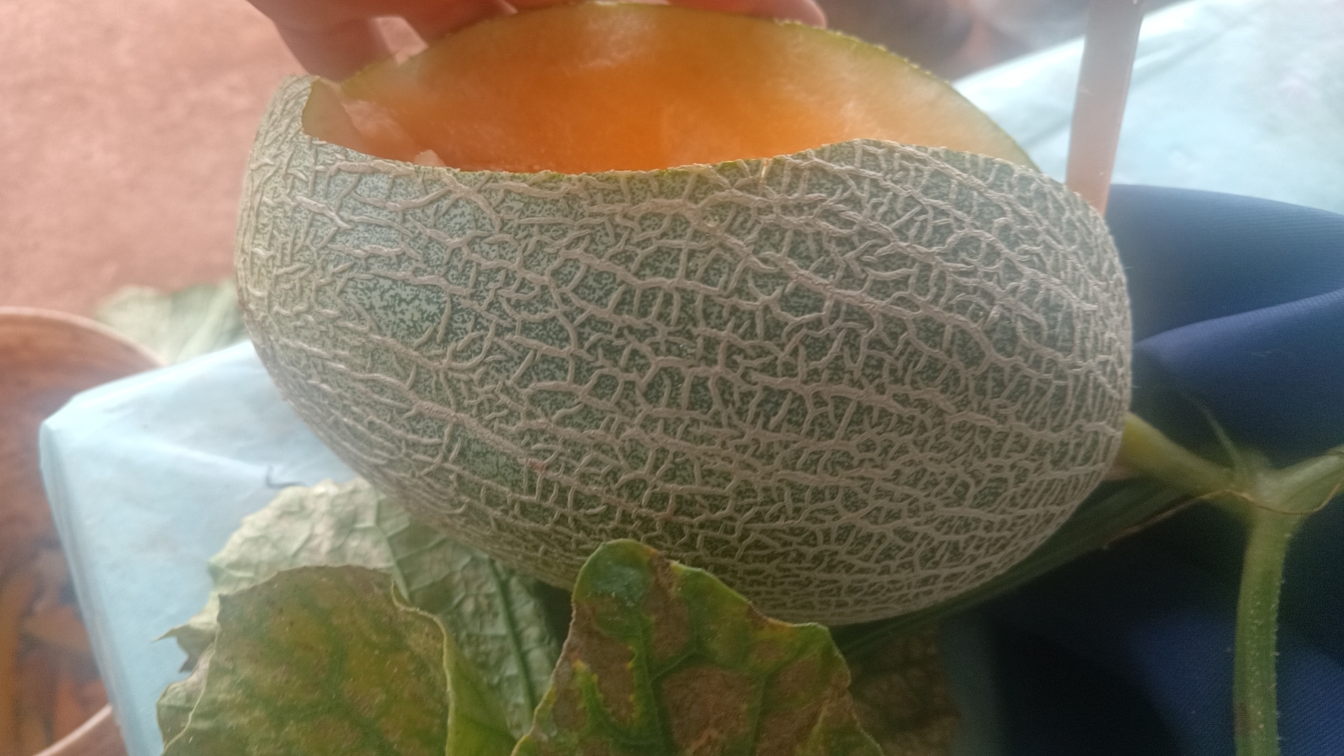 新鲜哈密瓜与变质哈密瓜对比图