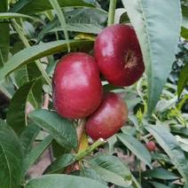 绿色富硒油蟠桃使用蚯蚓粪和硒肥，生产绿色，富硒油蟠桃