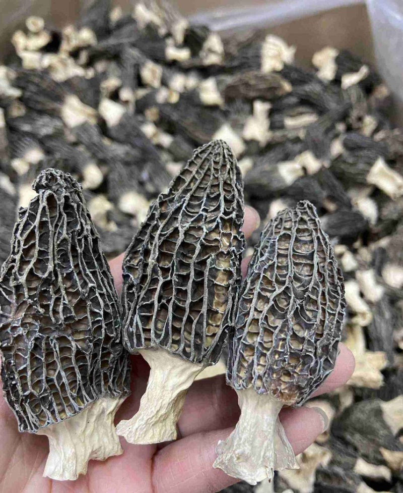 干货羊肚菌支持一件代发干度好煲汤鲜质量保证欢迎咨询