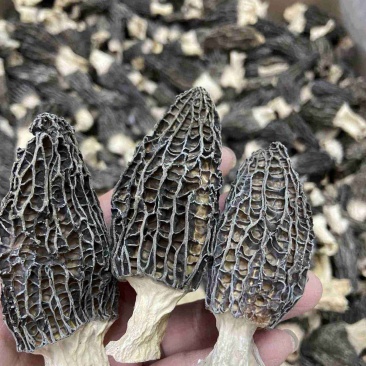 干货羊肚菌支持一件代发干度好煲汤鲜质量保证欢迎咨询
