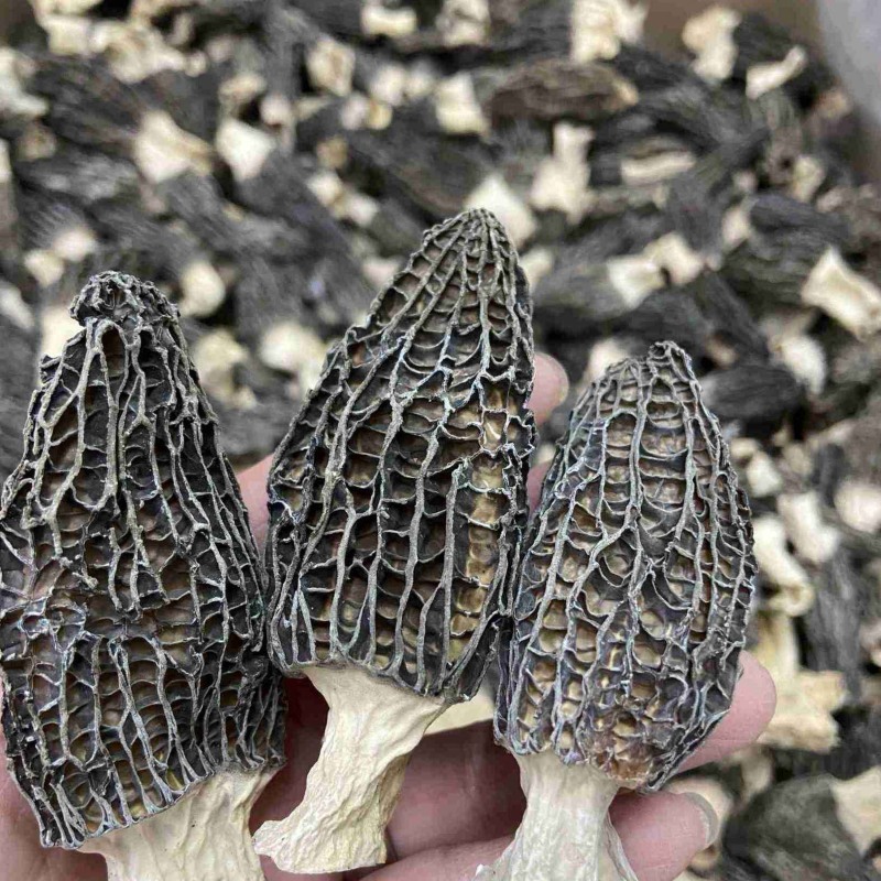 干货羊肚菌支持一件代发干度好煲汤鲜质量保证欢迎咨询