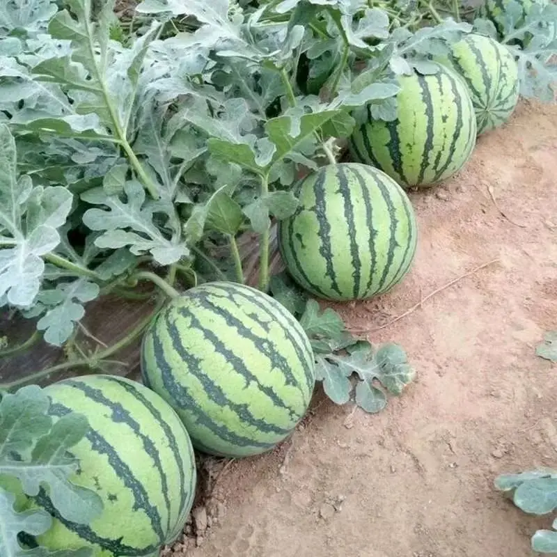 【麒麟西瓜】湖北西瓜头茬麒麟美都无籽产地批发大量供货代发