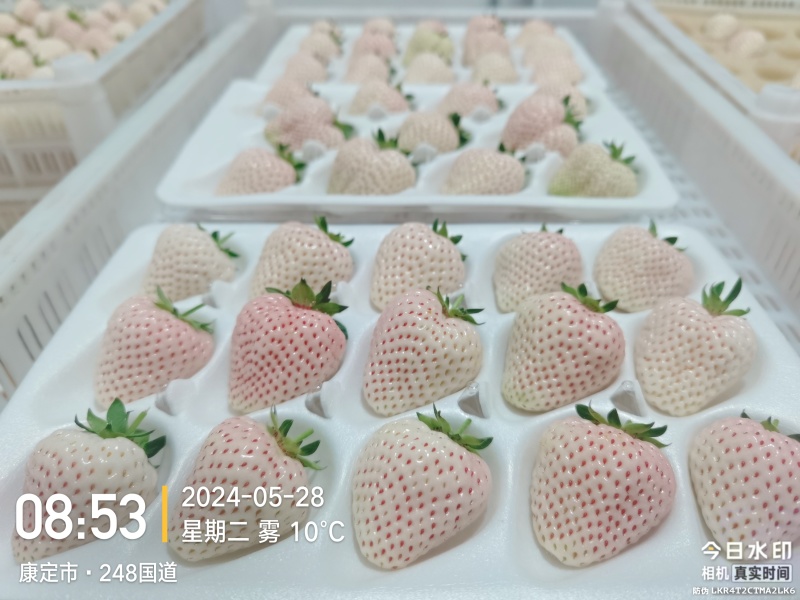 四川高原白草莓淡雪草莓上市早，挑战全网好吃的白草莓