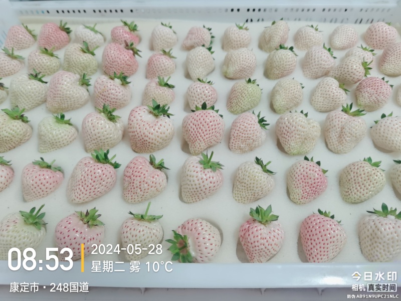 四川高原白草莓淡雪草莓上市早，挑战全网好吃的白草莓
