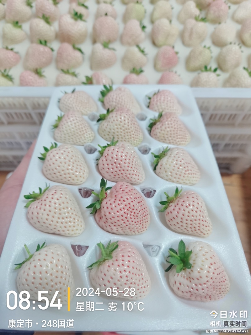 四川高原白草莓淡雪草莓上市早，挑战全网好吃的白草莓