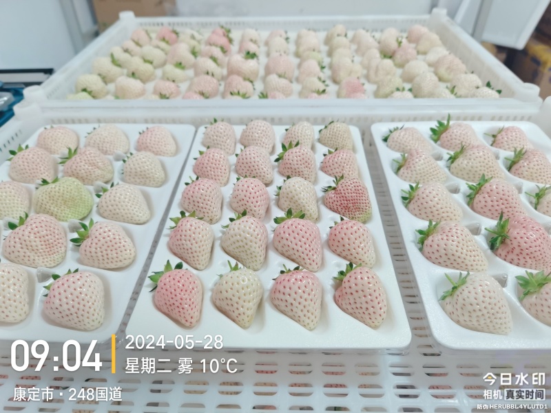 四川高原白草莓淡雪草莓上市早，挑战全网好吃的白草莓