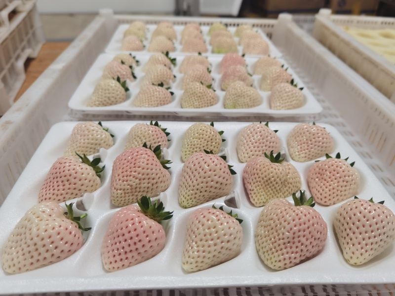 四川高原白草莓淡雪草莓上市早，挑战全网好吃的白草莓