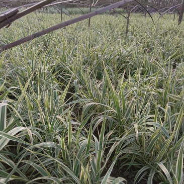 大量供应花叶芦竹盆栽苗地栽苗一手货源园林绿化工程