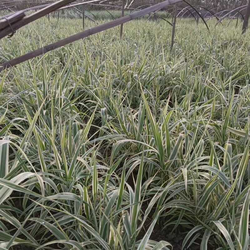 大量供应花叶芦竹盆栽苗地栽苗一手货源园林绿化工程